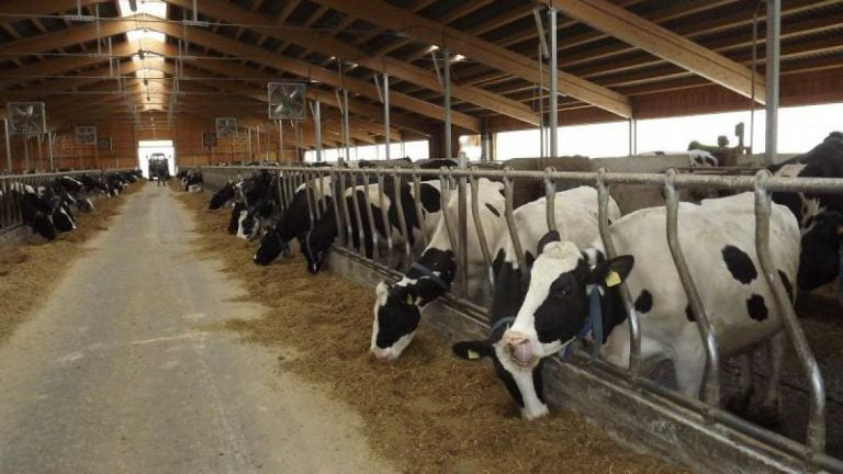 Până în anul 2030, în Republica Moldova ar putea fi înființate 700 de ferme de vite, oi și capre, atât pentru producția de lapte, cât și pentru carne