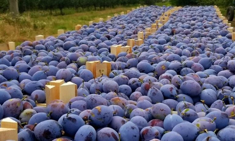 Exportul de prune moldovenești în Germania a crescut considerabil în ultimii patru ani