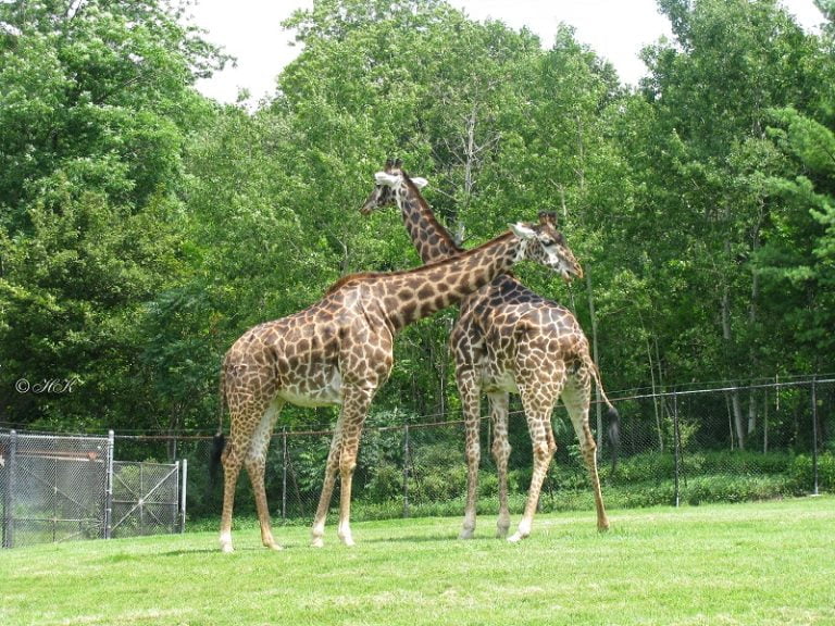 Grădina Zoologică va relua excursiile gratuite pentru copiii din familiile nevoiașe