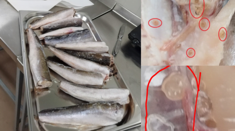 FOTO/ 26 de tone de pește contaminat cu paraziți, depistat de ANSA