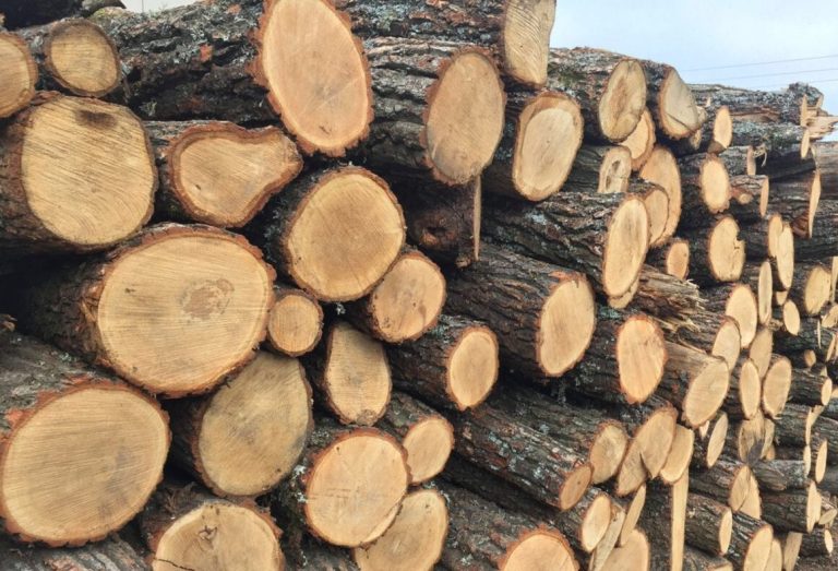 Prejudicii de peste 500.000 de lei: Angajați ai ocolului silvic Talmaza, implicați într-o schemă de fraudă cu lemne