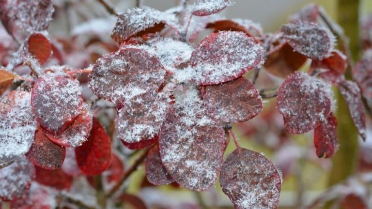 Meteorologii au emis cod GALBEN de îngheț pe întreg teritoriul țării