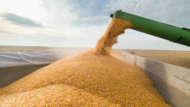 Preţurile grâului au crescut puternic, la nivel global, după retragerea Rusiei din acordul de export al cerealelor prin Marea Neagră