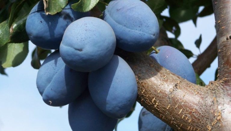 Prețul prunelor în R. Moldova este mai mic decât se așteptau fermierii