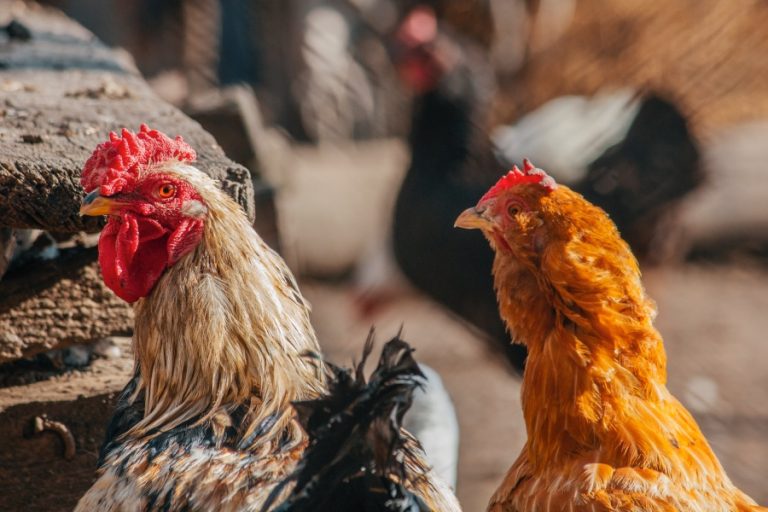 Risc de gripă aviară în Republica Moldova: ANSA recomandă gospodarilor să-și țină păsările închise