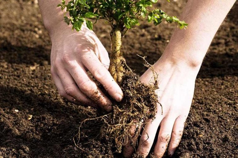 Un teren agricol de 24 ha din comuna Lăpușna va fi împădurit de Agenția „Moldsilva”