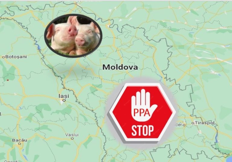 Mai multe cazuri de pestă porcină africană, înregistrate în raionul Leova: Apelul ANSA către proprietari