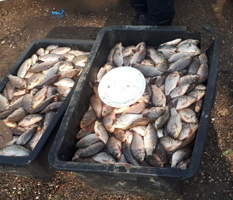 FOTO/ Pește viu fără certificat sanitar și acte de proveniență. Ce au depistat inspectorii ANSA în urma controalelor