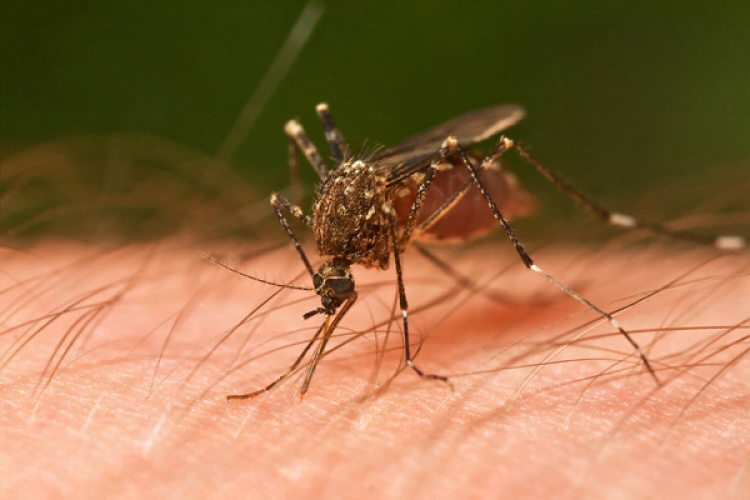 ANSP anunță câte cazuri de malarie au fost înregistrate în R. Moldova în anul 2022