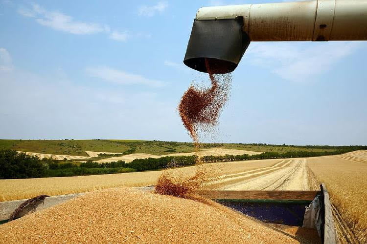 Peste 21.000 de tone de grâu alimentar vor fi eliberate din rezervele de stat