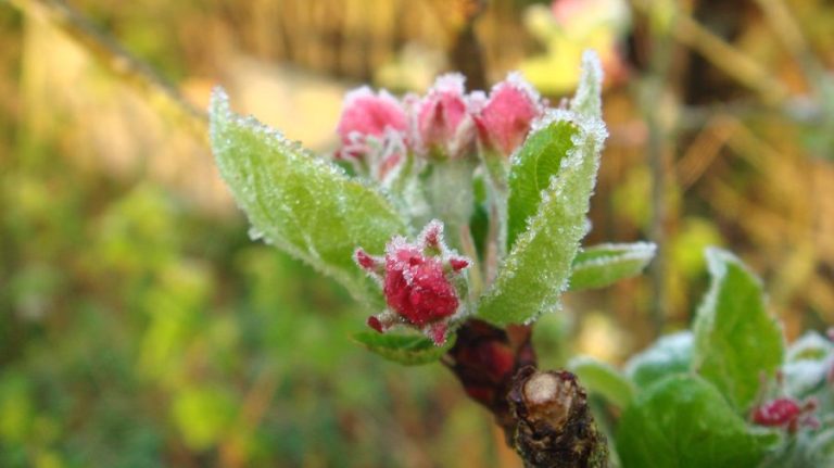 Cod Galben de îngheț: Ne așteaptă temperaturi de până la -2 grade Celsius