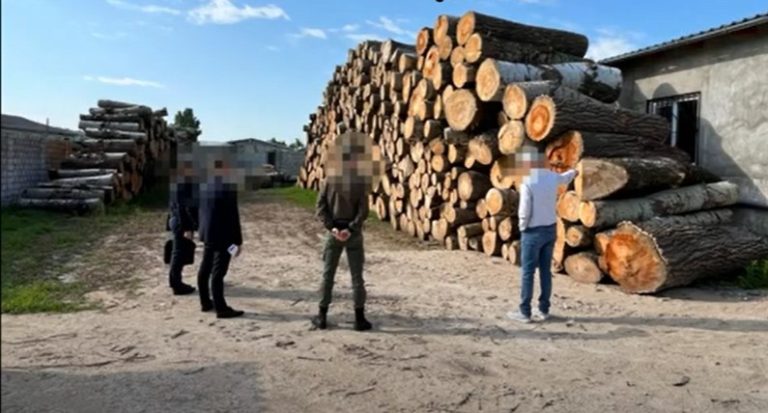 VIDEO/ Percheziții la Hâncești și Chișinău, după defrișarea a peste 1 400 de arbori