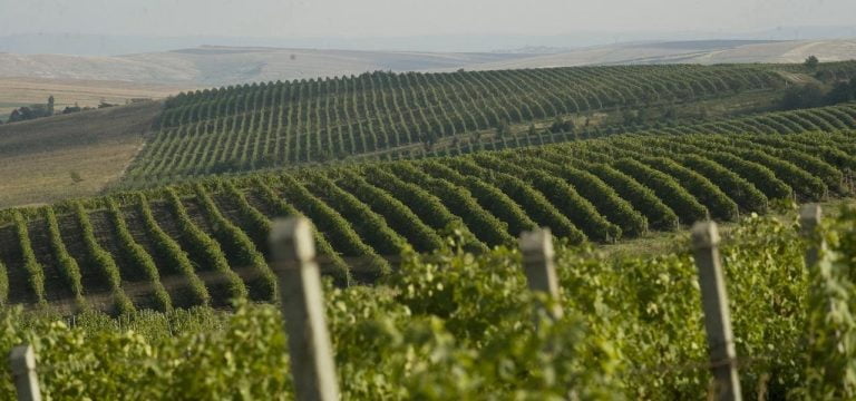 Producătorii care nu-și vor înregistra podgoriile în Registrul Vitivinicol nu vor primi subvenții