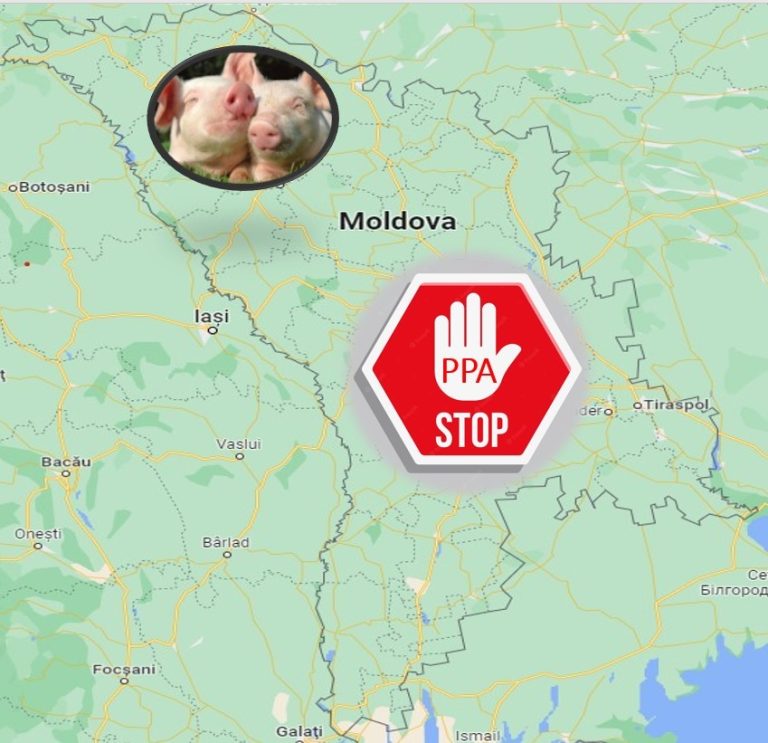 VIDEO/ Niciun focar de pestă porcină nu există în R. Moldova: 334 porci și 21 mistreți, nimiciți