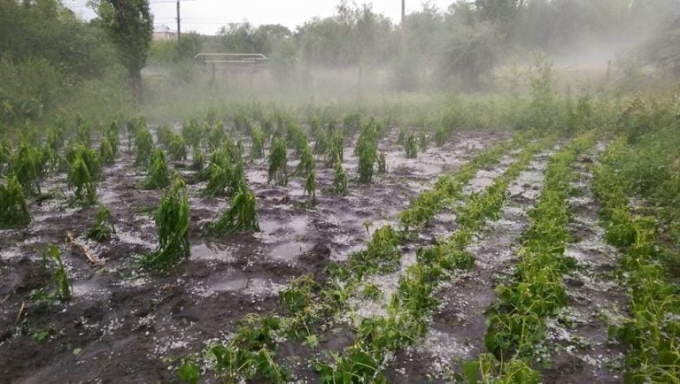 Ploaia a făcut ravagii în mai multe localități din țară: Zeci de hectare de porumb, rapiță și viță de vie, distruse