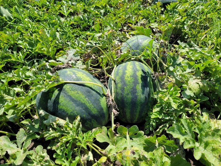 Minutul lui Vasile Botnaru- Harbuzul are același miez ca pepenele verde?