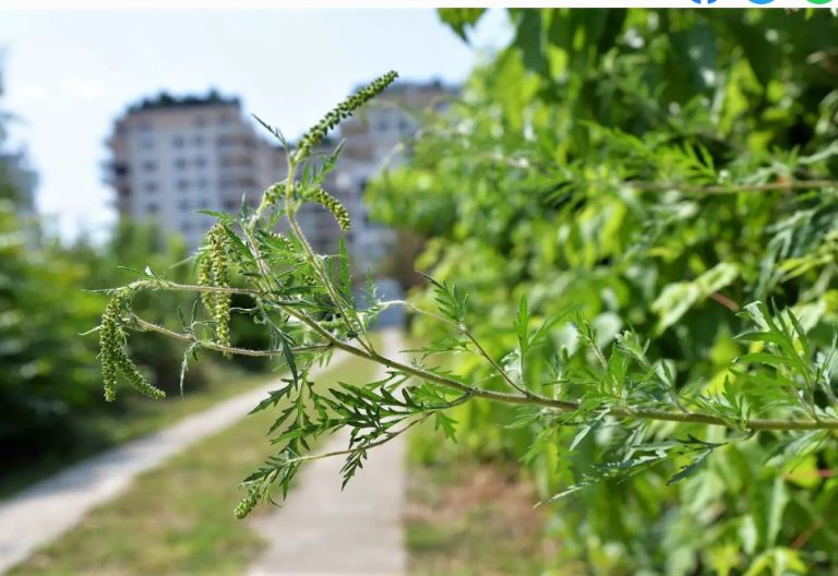 Reguli mai stricte împotriva ambroziei: proprietarii de terenuri, obligați să intervină până la 30 iunie