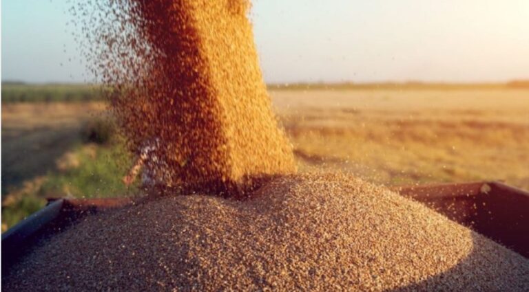 Ministrul Agriculturii:  Anul acesta se estimează o roadă de 1,5 milioane de tone de grâu