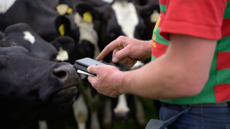 Fermierii își vor putea înregistra de sine stătător animalele în Sistemul Informațional pentru Siguranța Alimentelor