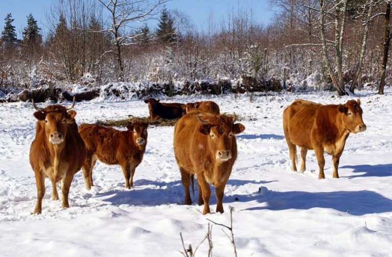 Cum protejăm animalele iarna? Recomandările ANSA pentru deținătorii de animale