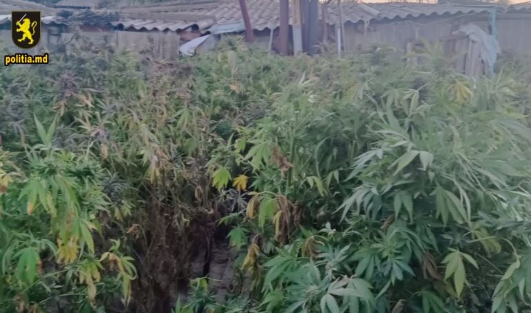 Marijuana în valoare de un milion de lei, în curtea unui locuitor din Etulia, Găgăuzia