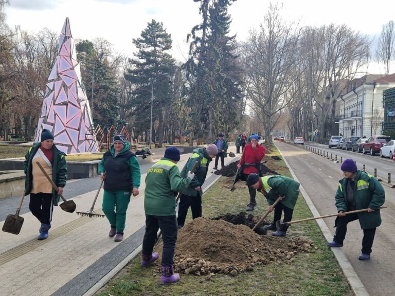 Peste 100 de platani vor fi plantați pe strada 31 August din Capitală