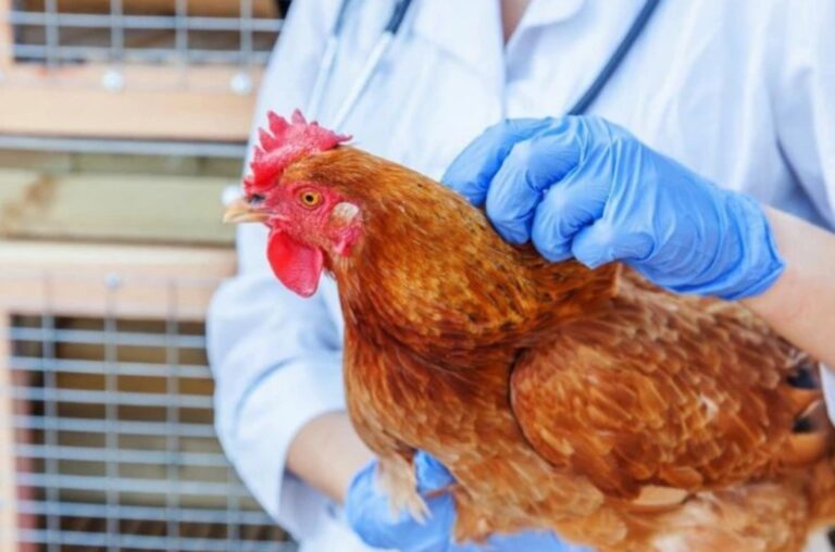 Focare de gripă aviară. ANSA obligă gospodarii să țină păsările în țarcuri și interzice adăparea acestora în lacuri și râuri