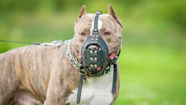 VIDEO/ Lupte ilegale cu câini la Nisporeni: Șapte români și un moldovean, reținuți