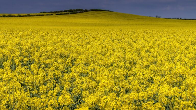 Export record de rapiță: Moldova devine al doilea cel mai mare furnizor pentru UE, după Ucraina