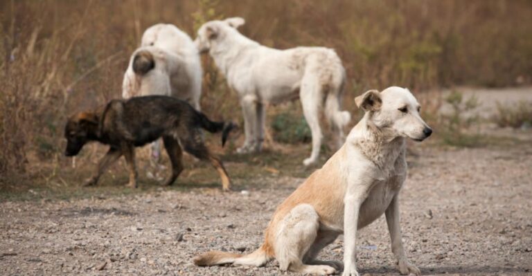 În 2024, Primăria Chișinău își propune să sterilizeze peste 1000 de maidanezi