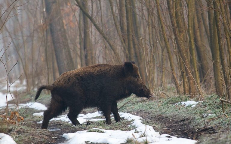 ANSA anunță alte două cazuri de pestă porcină înregistrate la Glodeni și Fălești