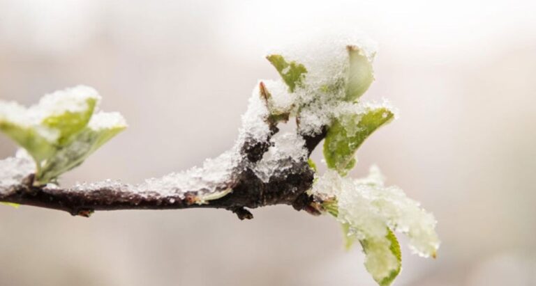 Cod galben de îngheț în toată țara: Temperatura vă scădea până la -5°C