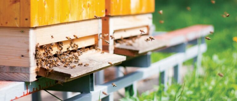Cazurile de intoxicare a albinelor, în scădere. Peste 2000 de apicultori și agricultori și-au coordonat activitățile prin sistemul BeeProtect