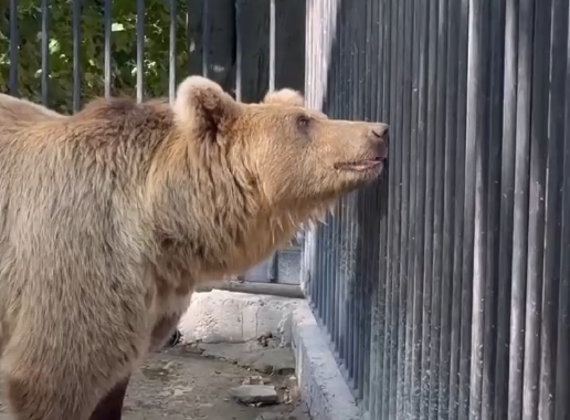 VIDEO/ Grădina Zoologică din Chișinău s-a îmbogățit cu trei urși tineri: Cum arată