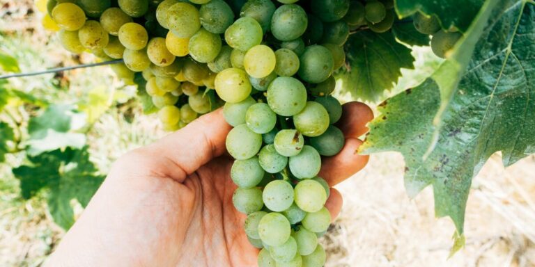 Franţa se aşteaptă la o scădere cu 22% a producţiei de vin în 2024