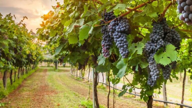 Viticultura moldovenească, tot mai competitivă datorită subvențiilor și investițiilor