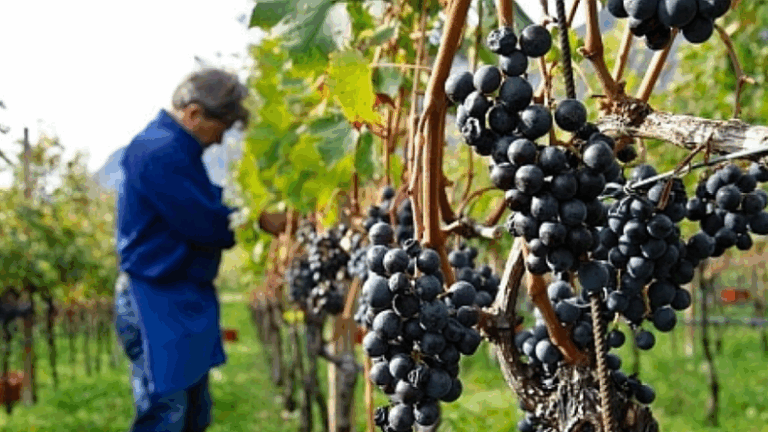 Viticultorii din Cahul cuceresc piața UE: 40% din producție exportată datorită Clusterului „Struguri de masă”