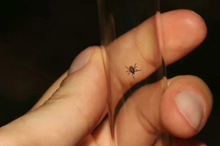 VIDEO/Alertă în Chișinău: Trei cazuri de boală Lyme, confirmate în ultima săptămână