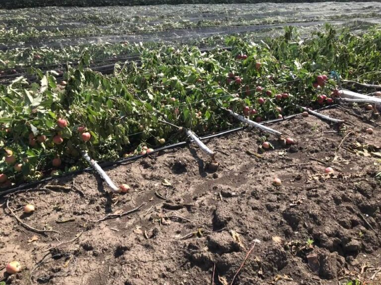 Ploile torențiale și grindina din 27–28 iulie au provocat pagube semnificative în agricultură și infrastructură