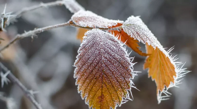 Vreme răcoroasă în nordul Republicii Moldova pe 27 septembrie