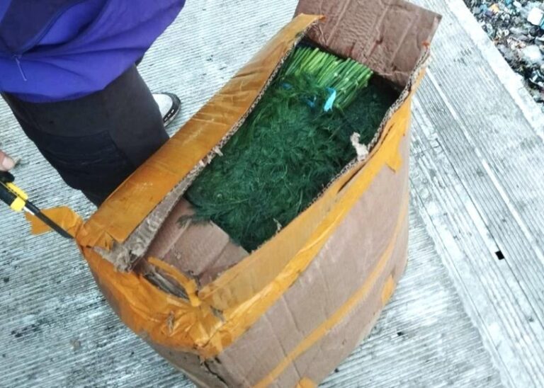 Lot de 7,5 tone de mărar contaminat cu pesticide, nimicit de ANSA