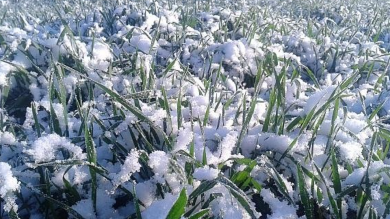Cum protejează stratul de zăpadă culturile agricole. Explicațiile specialistului