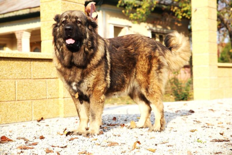 Unele rase de câini, interzise în Republica Moldova