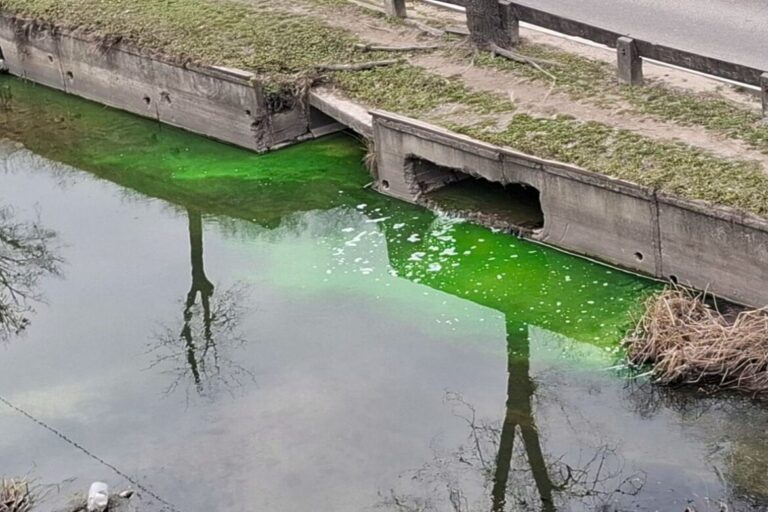 Inspectoratul pentru Protecția Mediului, precizări privind petele de culoare verde observate în apa râului Bâc