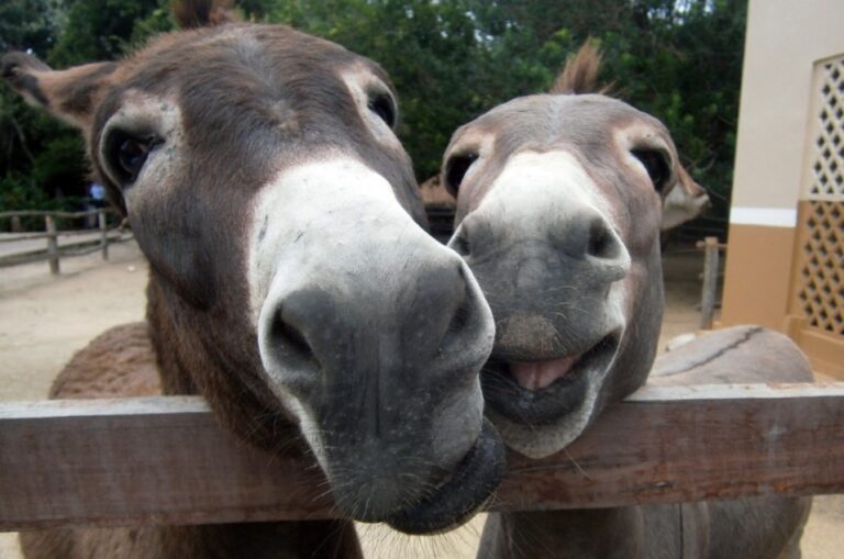 R. Moldova exportă măgari în CSI: „Este un export de nișă în Rusia”