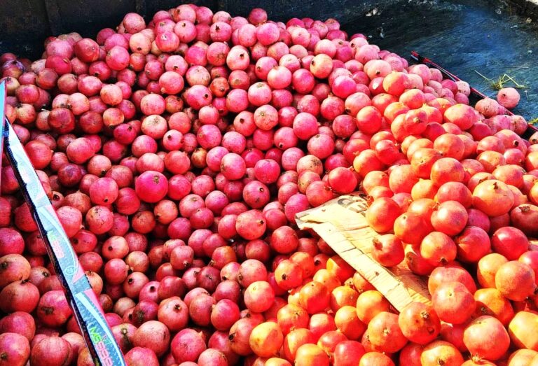 (VIDEO) Tone de rodii au fost distruse de ANSA: Care este motivul