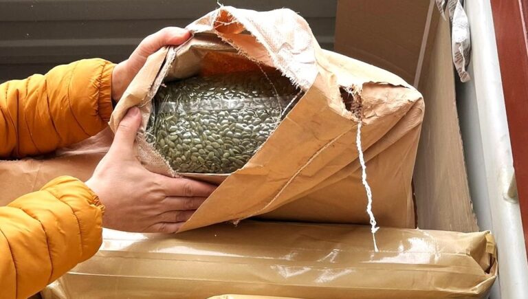 (FOTO) Un lot de 15 tone de semințe de dovleac, returnat producătorului. Ce au descoperit inspectorii ANSA