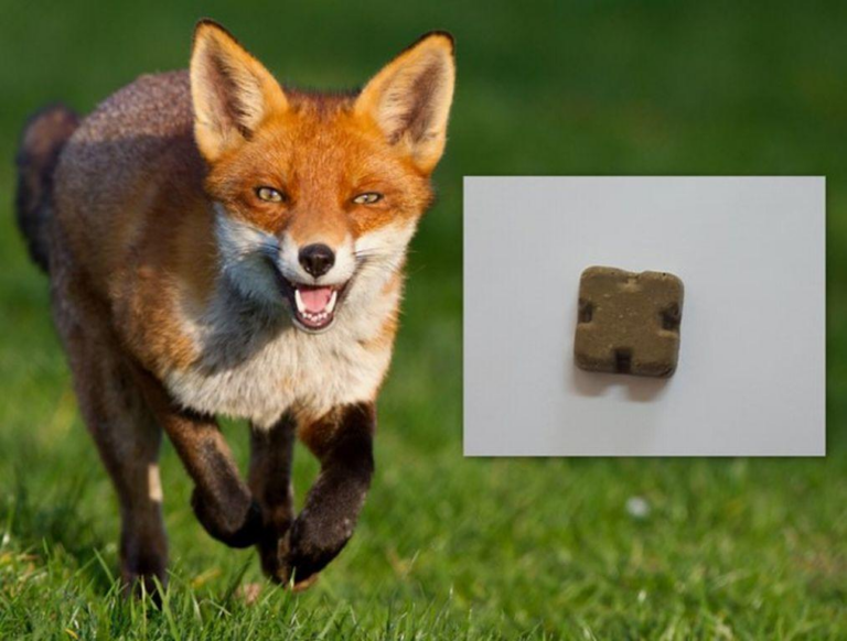 ANSA începe vaccinarea antirabică a vulpilor din Republica Moldova