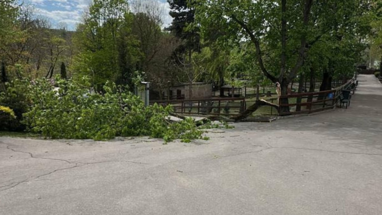 Copilul peste care a căzut un copac la Grădina Zoologică din Chișinău rămâne internat în secția de terapie intensivă