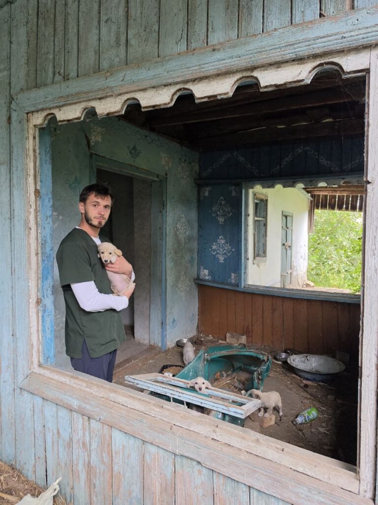Aproape 100 de animale, sterilizate și vaccinate gratuit în raionul Anenii Noi